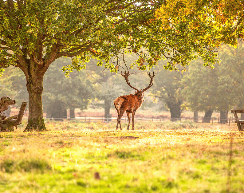 Why Wildlife Management Clearing is Important