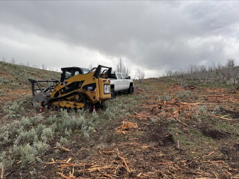 Tree removal and stump grinding
